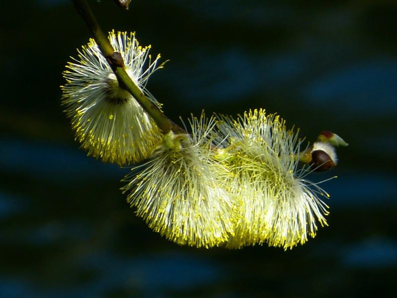 صور لـ #ربيع #هريرة_النخيل #طبيعة #الصفصاف_Catkin #نبات