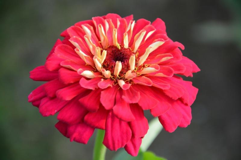 صور لـ #نبات #طبيعة #حديقة #بتلات #بتلات_حمراء #وردة_حمراء