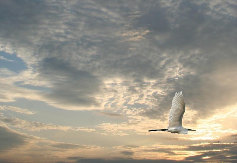 صور لـ #طائر #غروب_الشمس #الطيور_تحلق #حيوان #الحيوانات_البرية