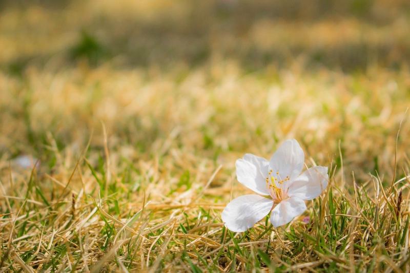 صور لـ #البتلة_نبات #ساكورا #اليابان #شبعا #الحديقة #أزهار_الكرز