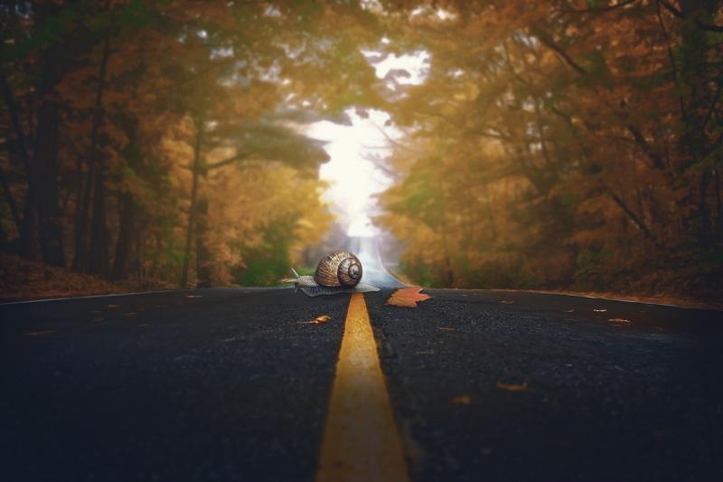 صور لـ #الخريف #الطريق #انسل_من #اوراق_اشجار #حلزون #اللون #الصدف