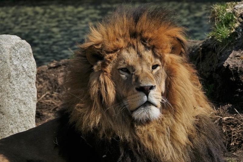 صور لـ #Hellabrunn #أسد #المفترس #ميونيخ #حيوان #صورة