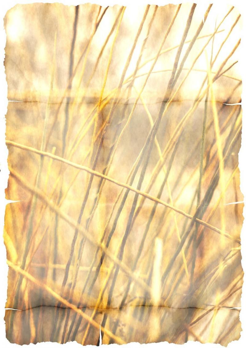 صور لـ #الضغط #الأعشاب #ساق #Halme #ورقة #ادوات_مكتبيه