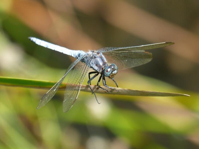 صور لـ #اليعسوب_الأزرق #إيقاف #Orthetrum_Cancellatum #الأراضي_الرطبة
