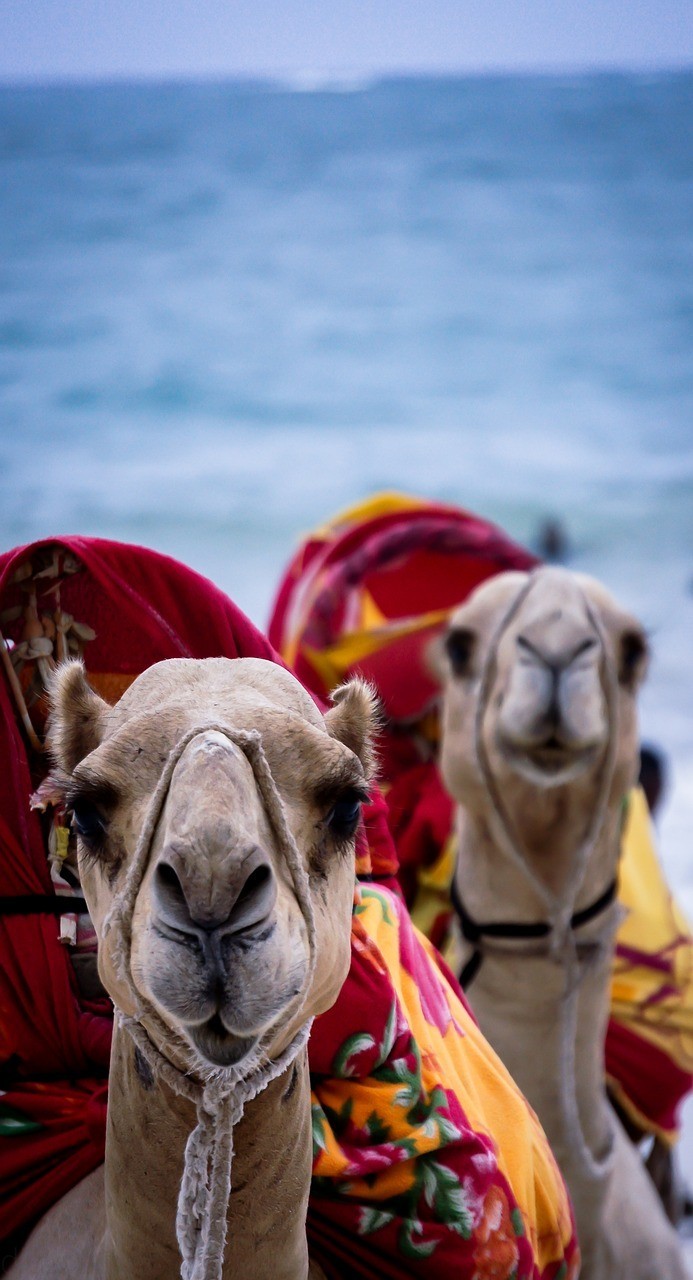 صور لـ #مومباسا #الحيوانات_البرية #أفريقيا #حيوان #كينيا #جمل