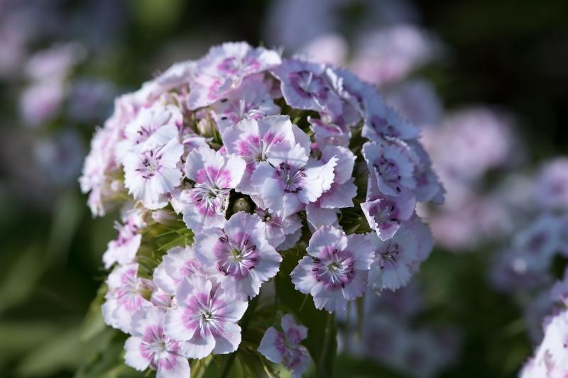 صور لـ #Dianthus #الحلو_وليام #أبيض #زهري #قرنفل