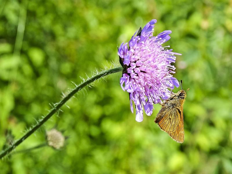 صور لـ #حيوان #Knapweed #طبيعة #قائد #حشرة #فراشة