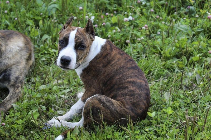صور لـ #العاملين #الكلب #أمريكي #ستافوردشاير #الحيوانات #Amstaff