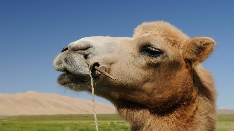 صور لـ #صورة #جمل #صحراء #منغوليا
