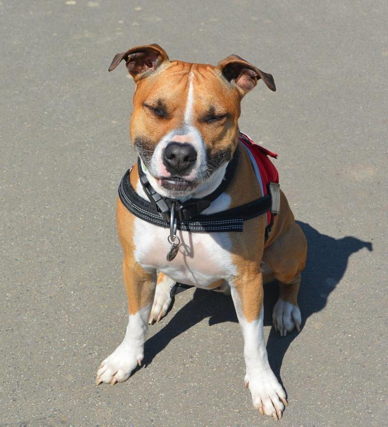 صور لـ #وجه #كلب_أمريكي_ذو_عضلات_قوية #Amstaff