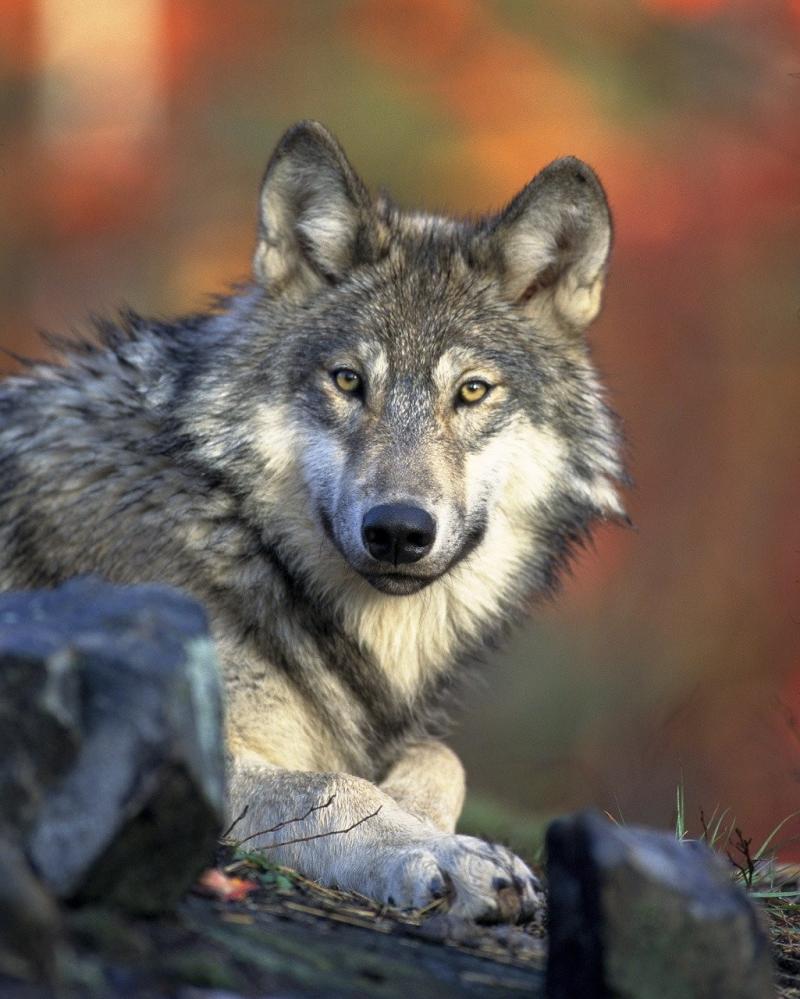 صور تحتوي #الذئب #المفترس #الكلبية_الذئبة #صياد #Canidae