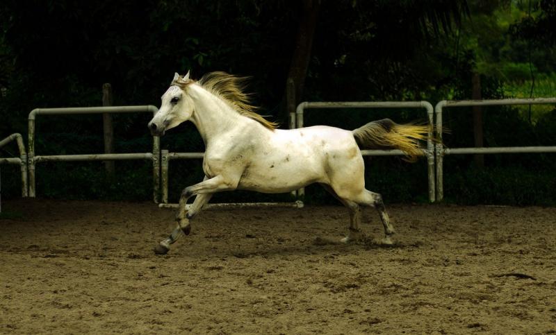 صور لـ #الحيوان_الثديي #حصان #فحل_الخيل #سلاح_الفرسان #عمل_الطاقة