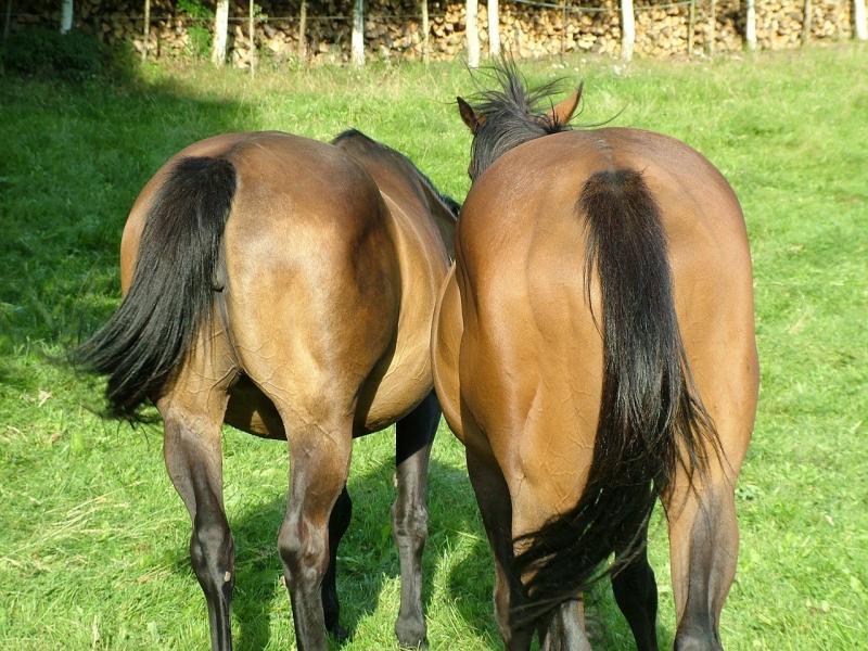 صور لـ #مرعى #خيل #خدش #حصان