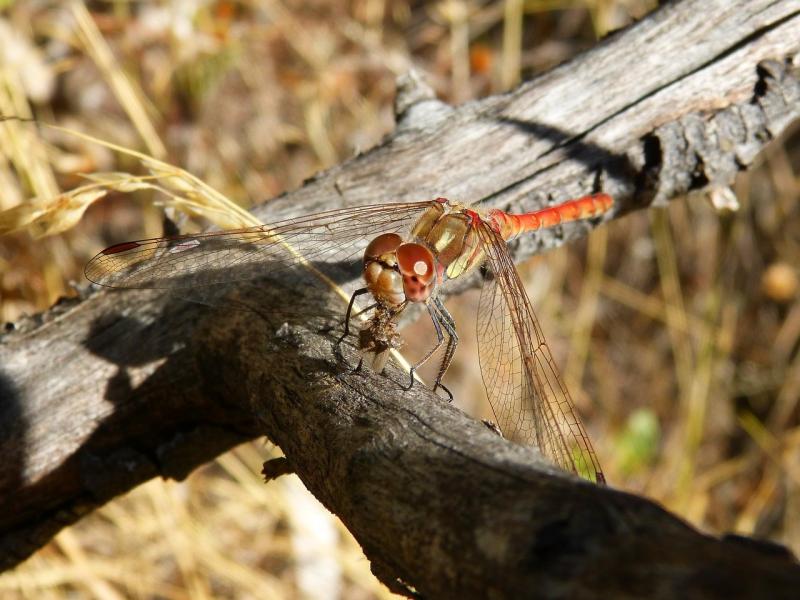 صور تحتوي #حشرة_مجنحة #Sympetrum_Striolatum #فرع_شجرة #اليعسوب