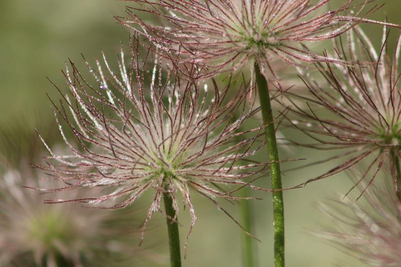 صور لـ #تلاشى #الحوذان_عشب #زهرة_الباسك #Pasqueflower
