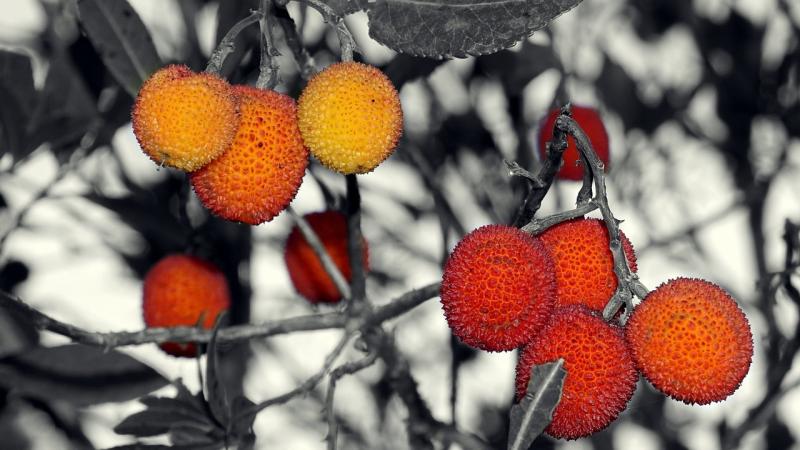 صور لـ #بري #التوت_الأحمر #التوت #الحياة_البرية_النباتية #الفواكه_البرية