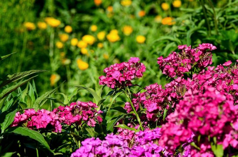 صور لـ #زهري #نبات #حديقة #طبيعة #Dianthus