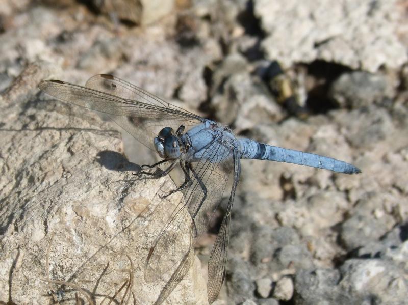 صور لـ #اليعسوب #اليعسوب_الأزرق #Orthetrum_Brunneum