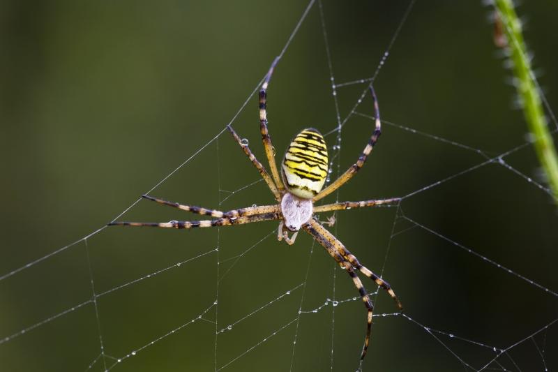 صور لـ #عنكبوت #الزنبور_العنكبوت #النمر_العنكبوت #Zebraspinne