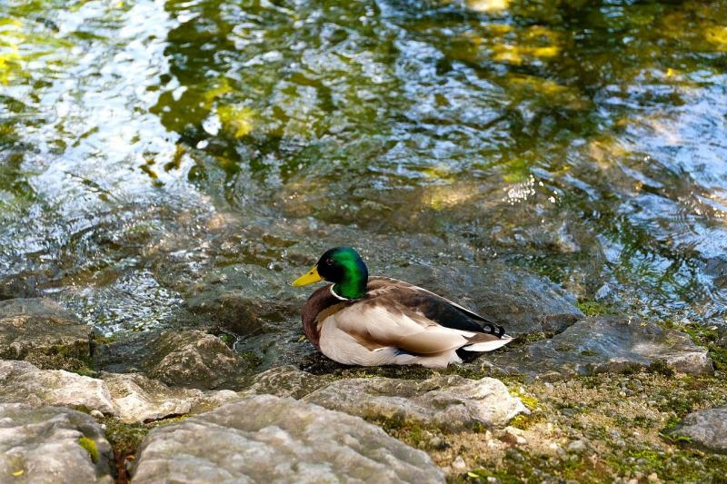 صور لـ #ترونسي #منتجع_Salzkammergut #بطة #طبيعة #غموندين #بحيرة