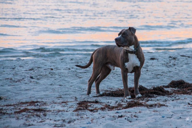 صور لـ #رمل #الكلب #مساء #Amstaff #بحر #شاطئ_بحر