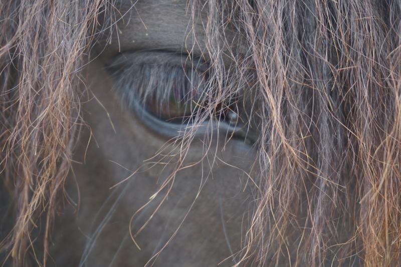 صور لـ #خيل #Mane #أيسلندا_المهر #راس_الحصان #رئيس #عظيم