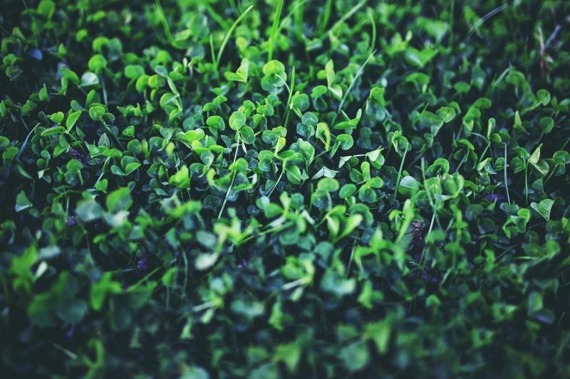 صور لـ #نفل #البرسيم #نفل #ربيع #أخضر #نبات #شاب