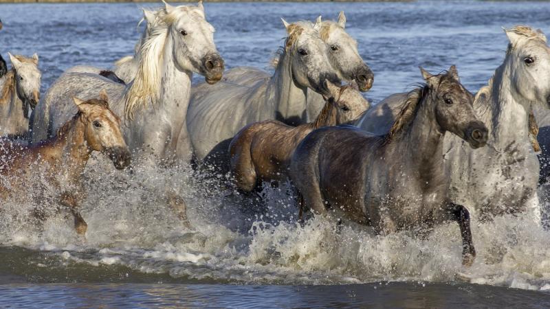 صور تحتوي #كامارغ #تلد_مهرا #طبيعة #ماشية #خيل
