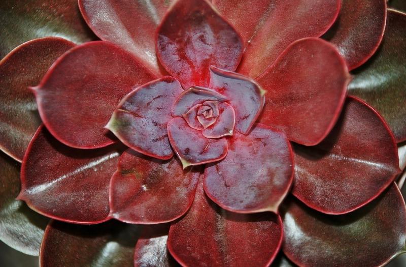 صور لـ #نبات #Houseleek #النباتات #اخضر_طازج