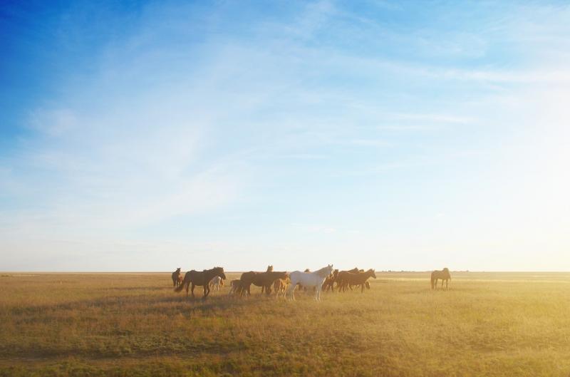 صور لـ #حصان #سماء #المناظر_الطبيعيه #كازاخستان #السهوب #خيل