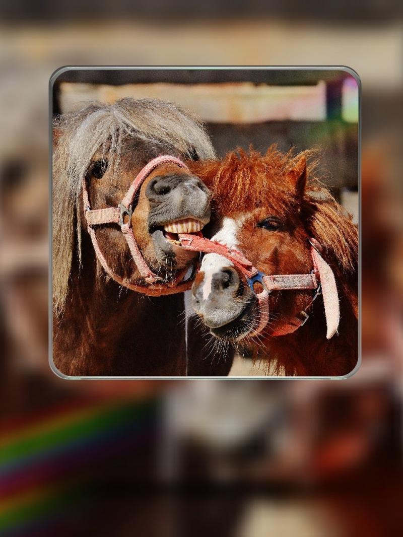 صور لـ #جذاب #خيل #مضحك #لعب #حيوان #طبيعة #فرس_البحر