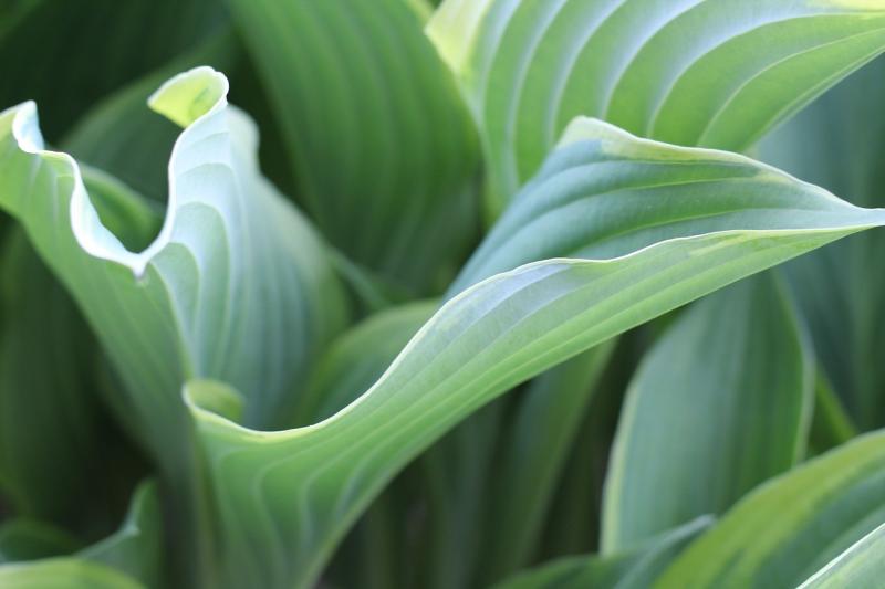 صور لـ #أخضر #ورقة_Hosta #سعال #منوع #ورقة_الشجر