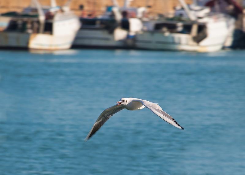 صور لـ #سماء #يطير #حيوان #بحر #نورس_طائر_مائي #طائر #Ala #طيران