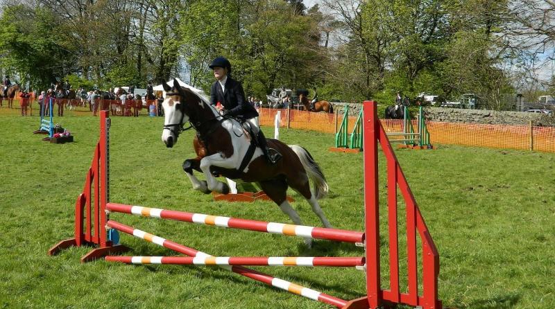 صور لـ #حيوان #خيل #حصان #القفز #راكب #تبين #فحل_الخيل