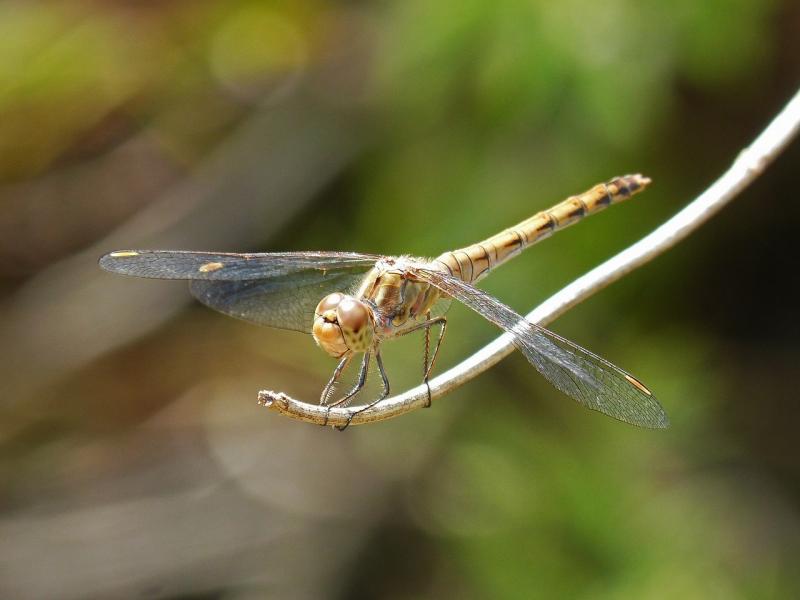 صور لـ #Sympetrum_Striolatum #فرع_شجرة #اليعسوب #حشرة_مجنحة
