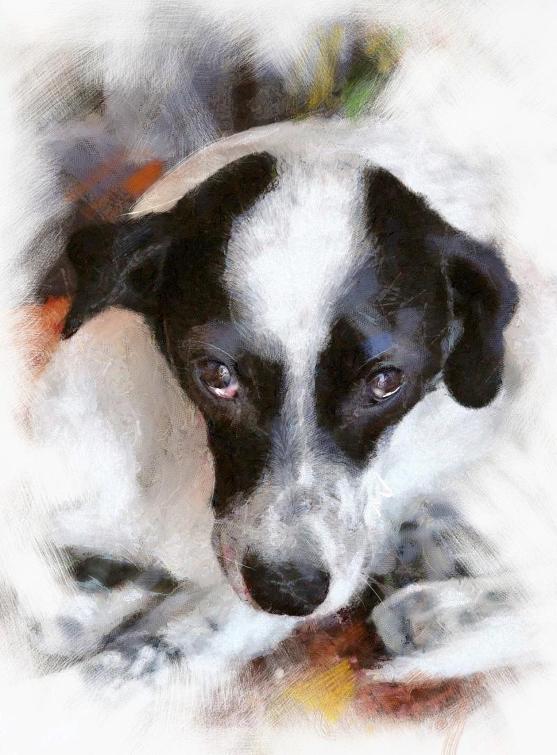 صور لـ #الكلب #حيوان_اليف #الرقة_والحنان #Canidae #familiaris_الذئبة