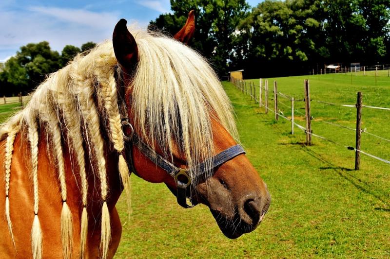 صور لـ #Haflinger #Pferdeportrait #حصان #Mane #راس_الحصان