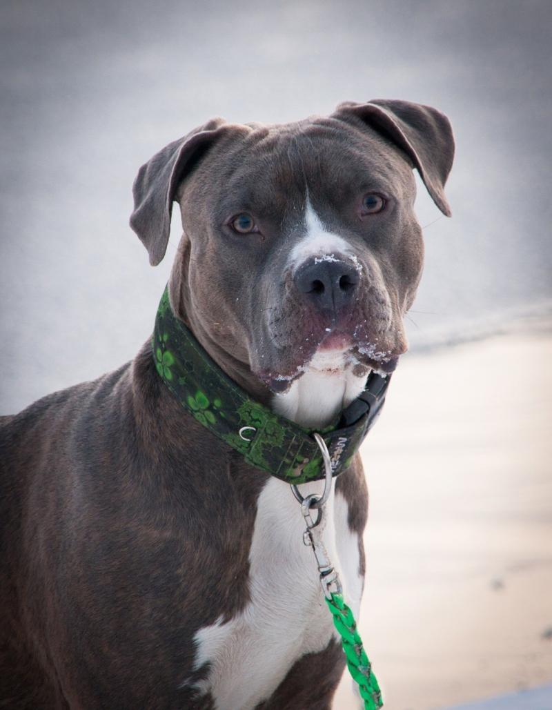 صور لـ #كلب_أمريكي_ذو_عضلات_قوية #الكلب #صورة #حيوان #Amstaff