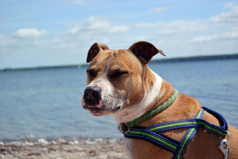 صور لـ #Amstaff #الكلب #كلب_أمريكي_ذو_عضلات_قوية #أمريكي