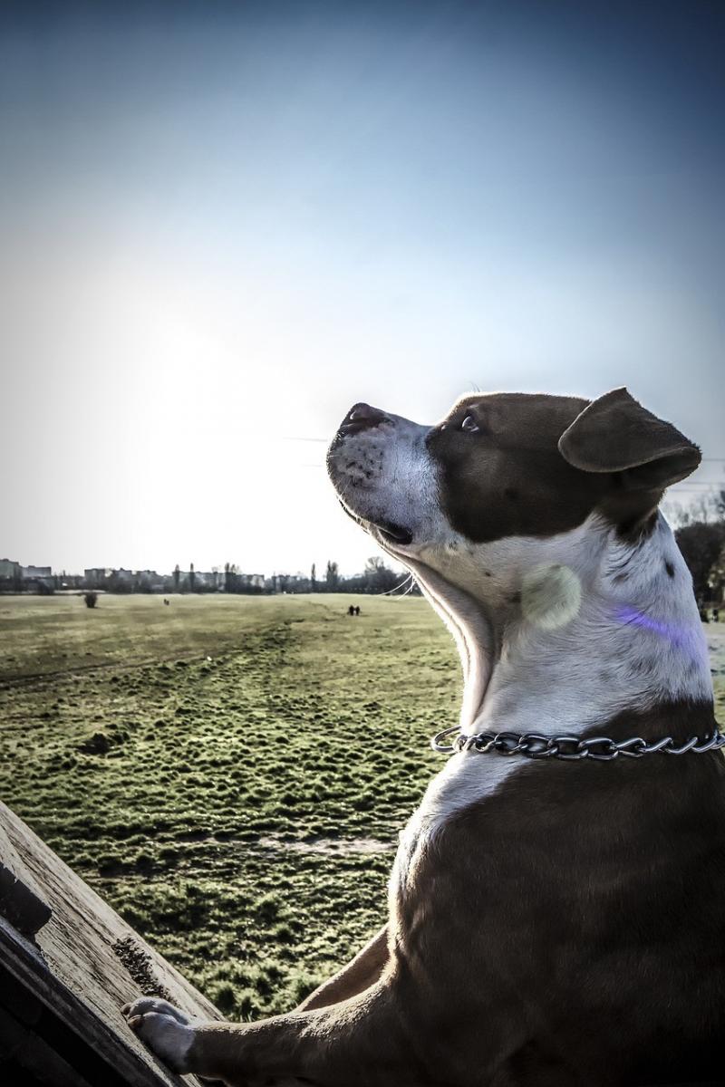 صور لـ #حيوان_اليف #Amstaff #حيوان #مشمس #حقل #تلعب #الكلب #شمس