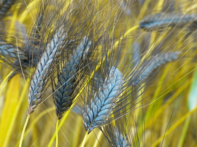 صور لـ #Urkorn #دلو #Triticum_Dicoccum_Black_Emmer