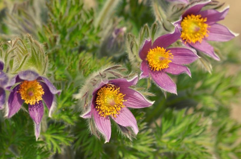 صور لـ #زهرة #نبات #حديقة #Pasqueflower #طبيعة #الصيف