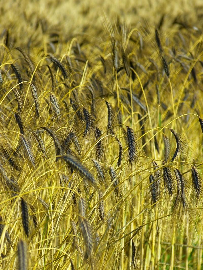 صور لـ #Urkorn #حبوب #Triticum_Dicoccum_Black_Emmer #دلو