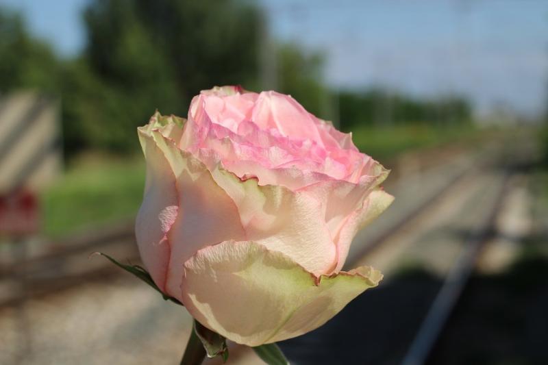 صور لـ #مأساة