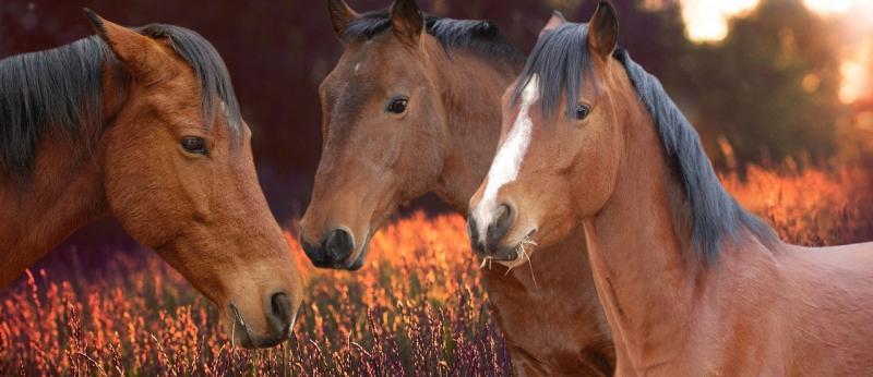 صور لـ #فحل_الخيل #سلاح_الفرسان #طبيعة #الحيوان_الثديي #مزرعة #حيوان #عظيم