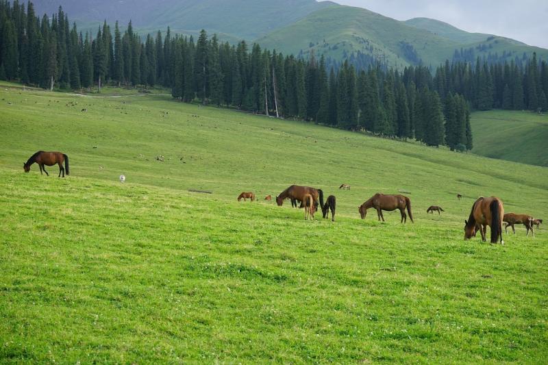 صور لـ #حصان #مرج__مرعى__أرض_معشوشبة #تلال_بعيدة