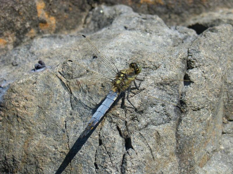 صور تحتوي #اليعسوب #اليعسوب_الأزرق #Orthetrum_Cancellatum