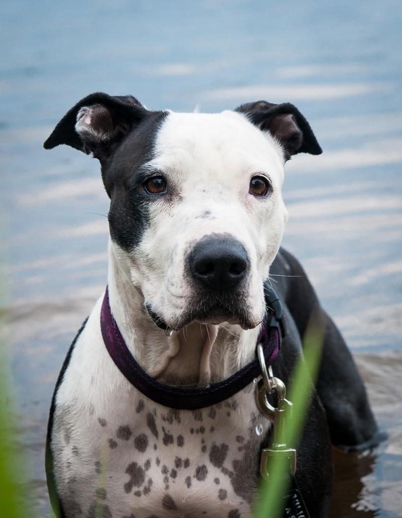 صور لـ #حيوان_اليف #Amstaff #ماء #الكلب #رأي