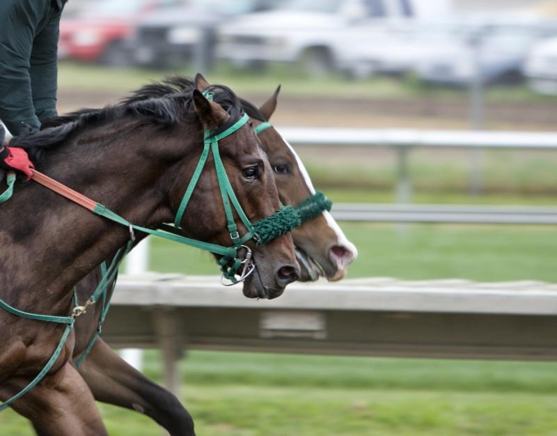 صور لـ #مسار #سباق_الخيل #سباق #مضمار #خيل