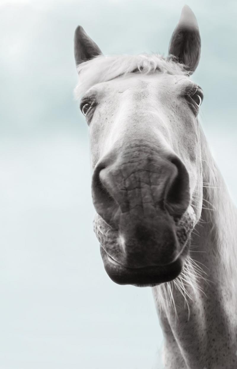 صور لـ #من_الأسفل #حصان #غائم